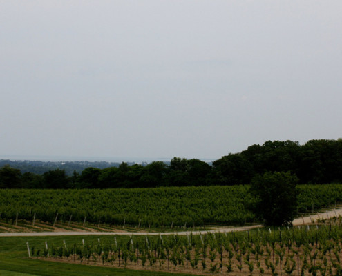 Niagara Winery Tourism